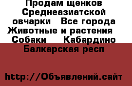 Продам щенков Среднеазиатской овчарки - Все города Животные и растения » Собаки   . Кабардино-Балкарская респ.